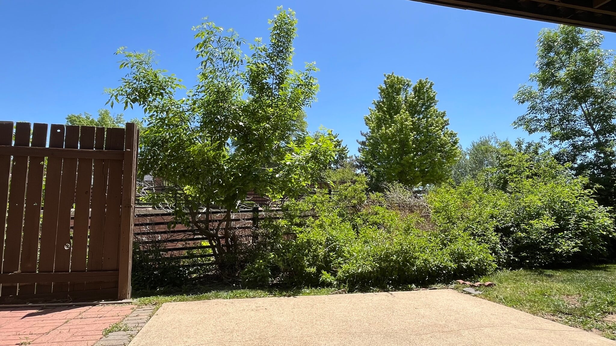 Back Patio w/ More Mature Growth - 2630 Juniper Ave