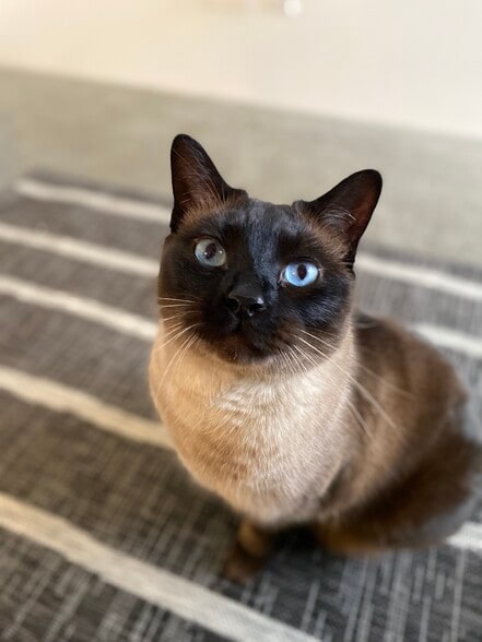 Building Photo - 1500 SW 5th Ave