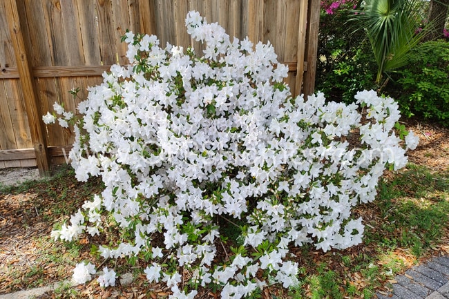 Building Photo - Bayou-Front Home w/ Dock