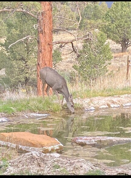 Wildlife! - 934 Catamount Dr