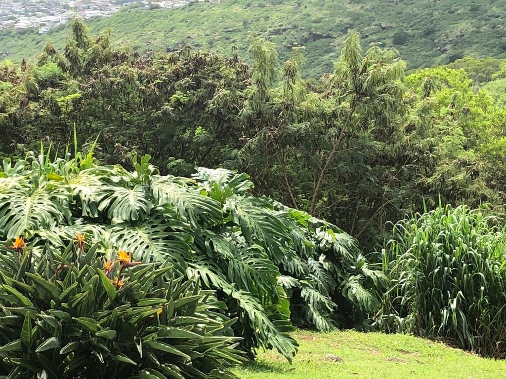 back yard - 2158 Halekoa Dr