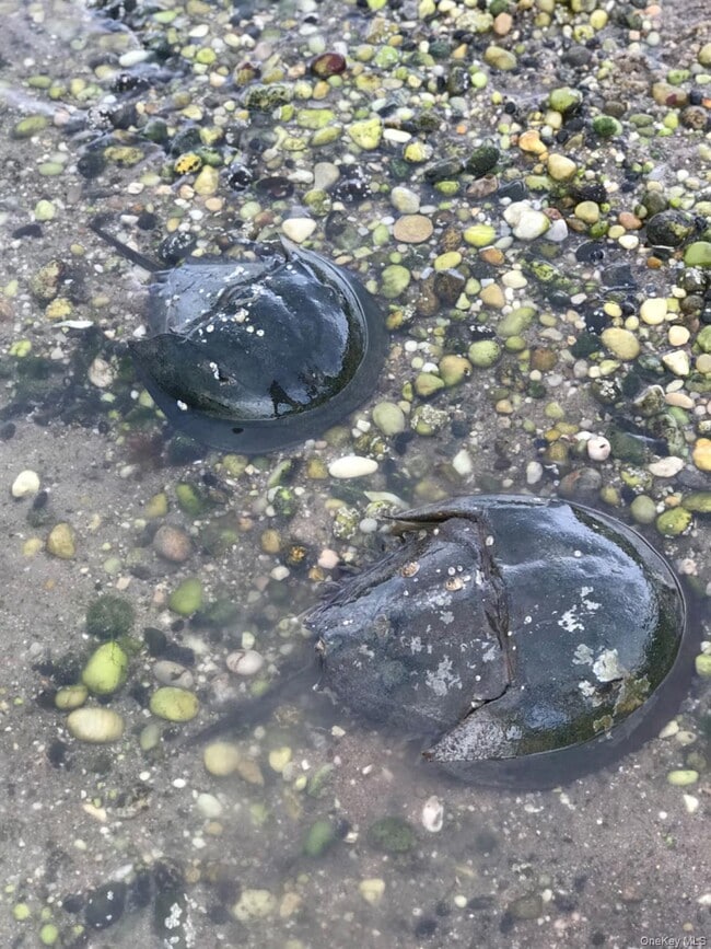 Building Photo - 18 Bayles Ave