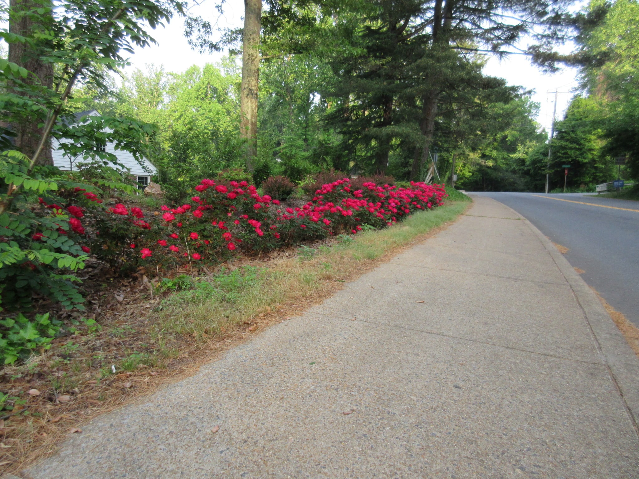 Front sidewalk - 104 Buckingham Rd