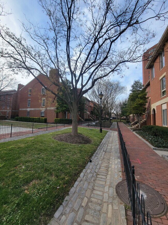 Courtyard - 23 Andrew Pl