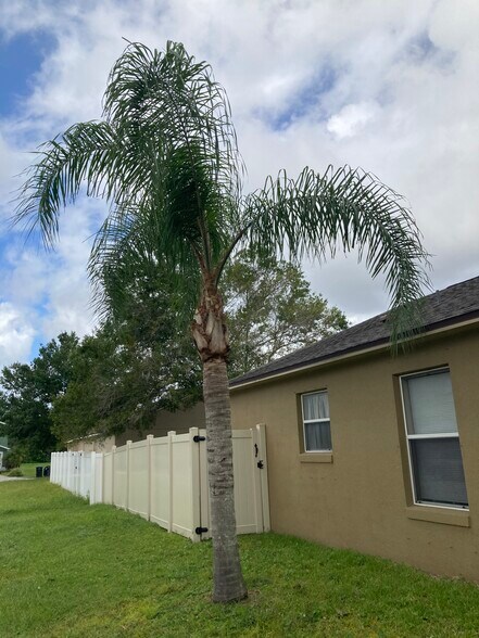 Side yard view - 2302 Northern Leaf St