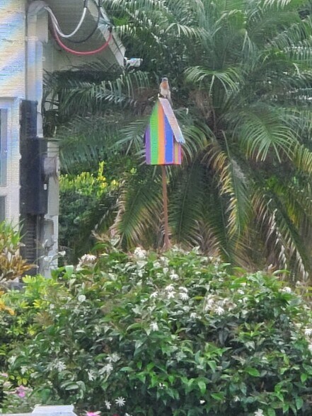 lots of beautiful birds - 1120 Orange Ave