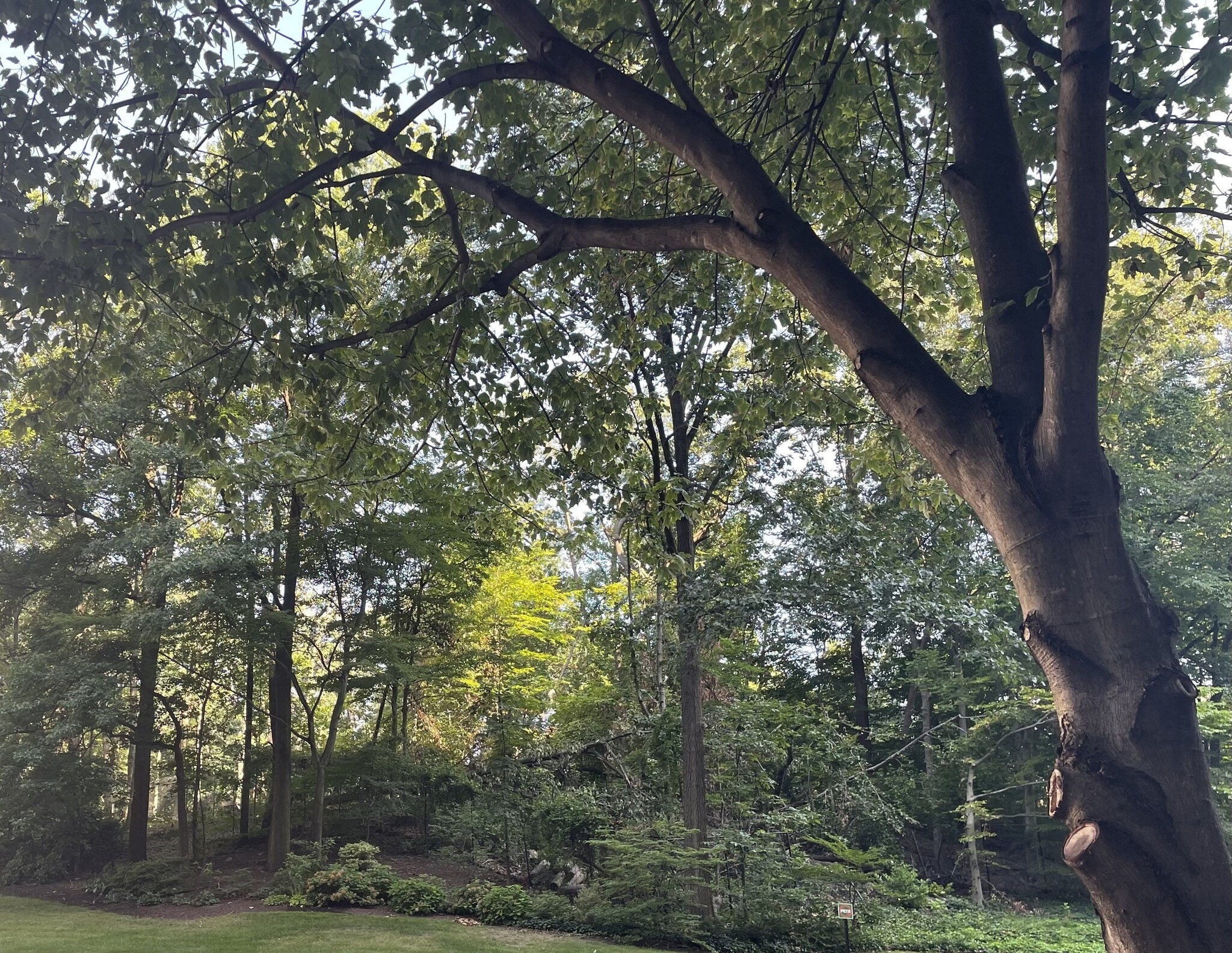 Wooded area with walking paths - 203 Yoakum Pky