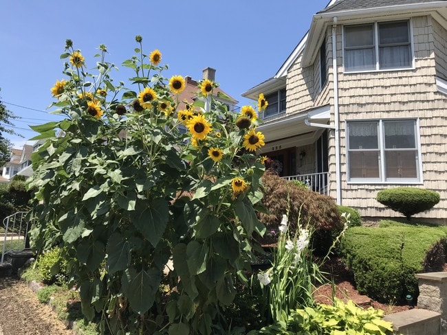 Building Photo - 225 Sickles Ave