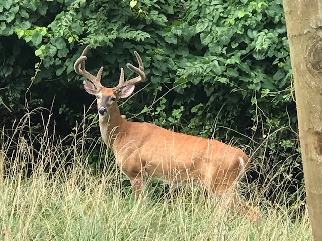Wildlife - 300 Fairview Ave