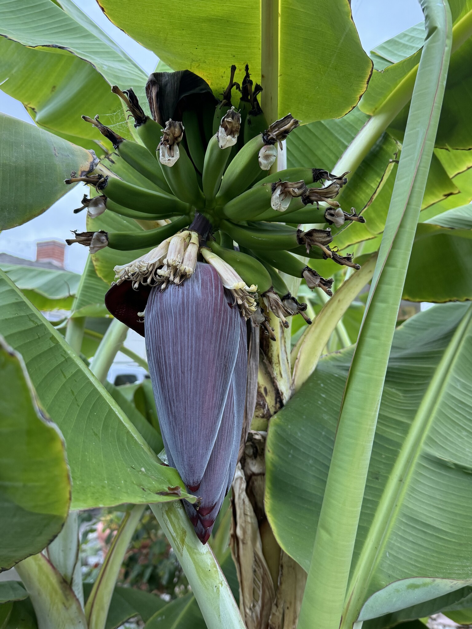 Producing banana trees - 3243 Mountain View Ave