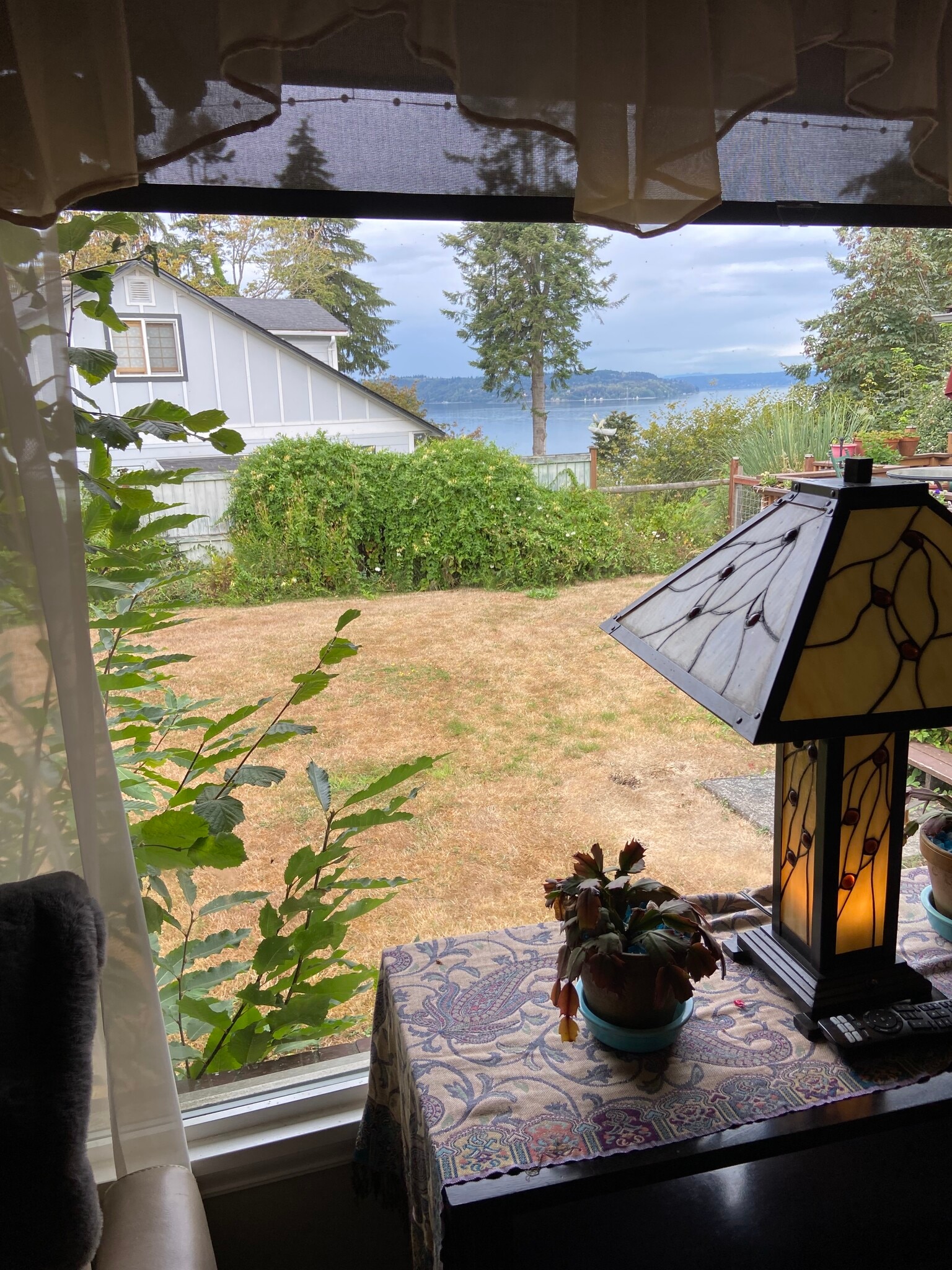 View to main yard from shared living room - 918 S 258th Pl