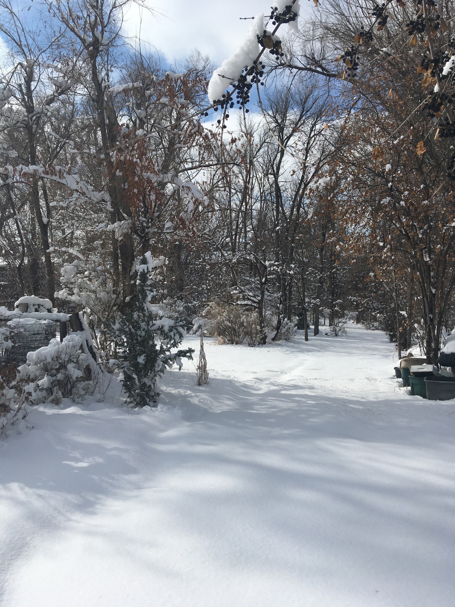Winter pictures of the back of property - 555 Saulsbury St