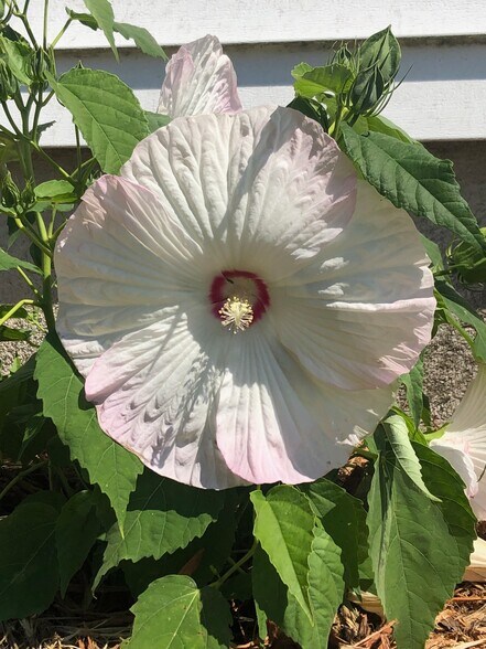 Hibiscus in season - 99 New York St
