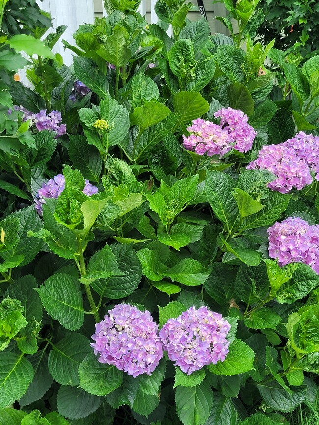 Flowers in Garden - 15 Roosevelt Ave