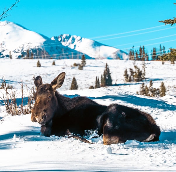 Building Photo - 80 Mule Deer Ct