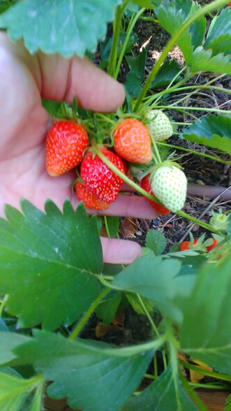 Fresh fruit from backyard - 1912 N 7th St