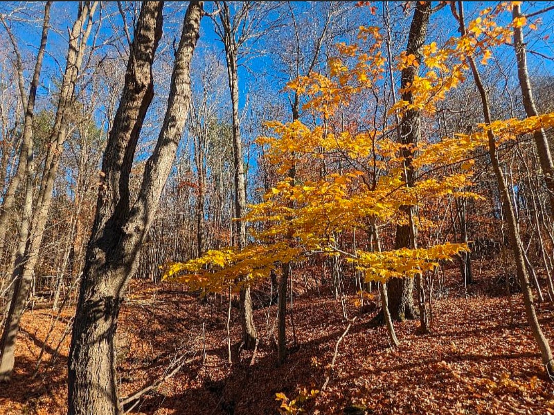 Scenic backyard - 23 Rexford St