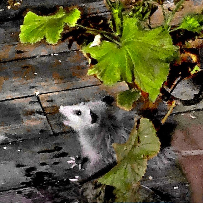 Building Photo - 14519 Rios Canyon Rd