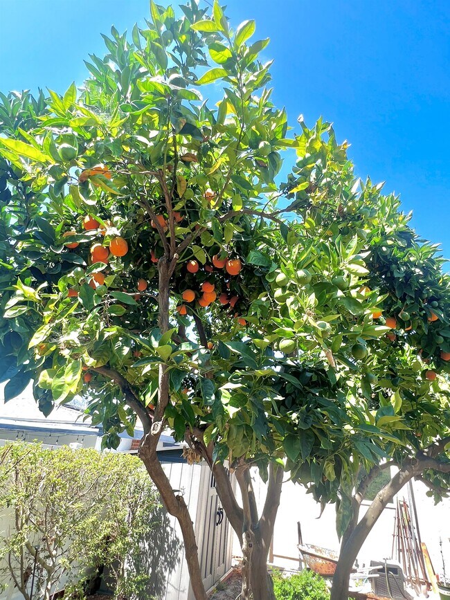 Building Photo - 4741 Allied Rd