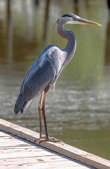 Wildlife reservation - 86 Pelican Ln