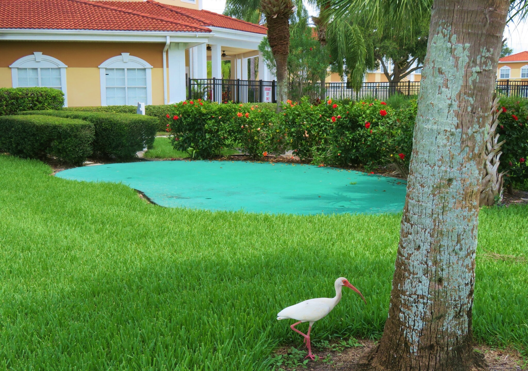 Putting green - 1000 Villagio Cir