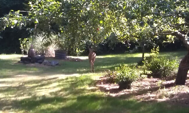 A visiting deer under the apple tree. - 8008 149th St NW