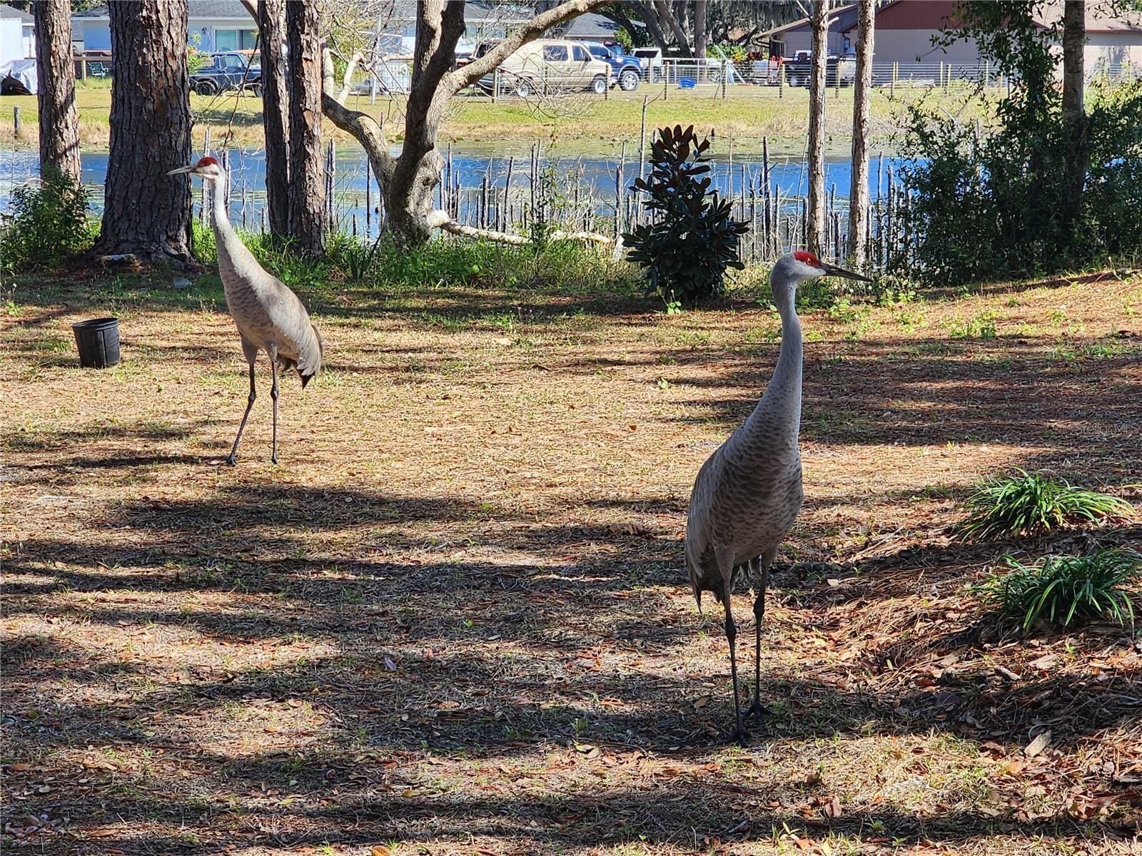 Building Photo - 2033 Quintilis Ct