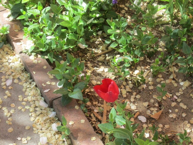 Building Photo - UNM LAW SCHOOL NORTH CAMPUS 3 Bedroom 2 Bath  with Garage