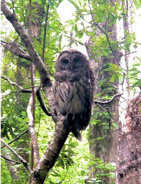 Building Photo - 4399 Brooker Creek Dr