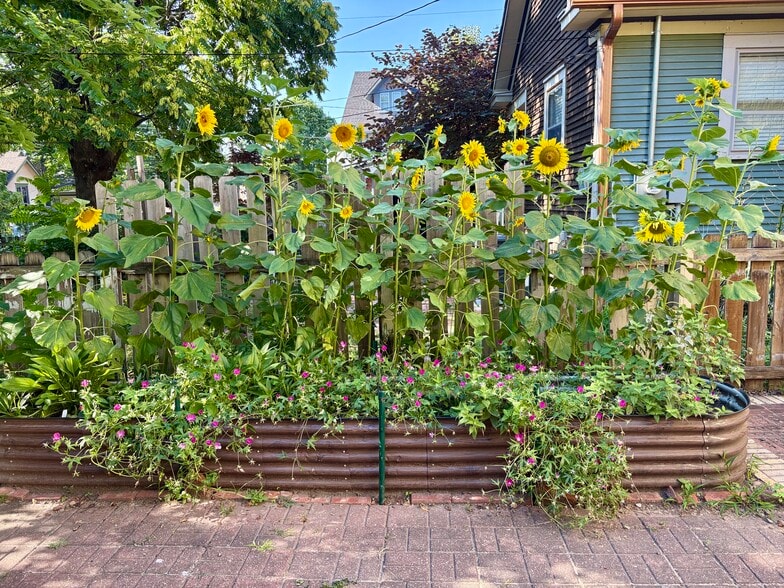 plant bed (backyard) - 3904 Charlotte St