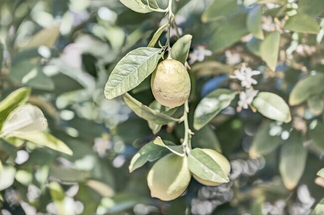 Building Photo - 2,003 Sq Ft Modern 4BR/2BA: Solar, EV Charging & Private Orchard!