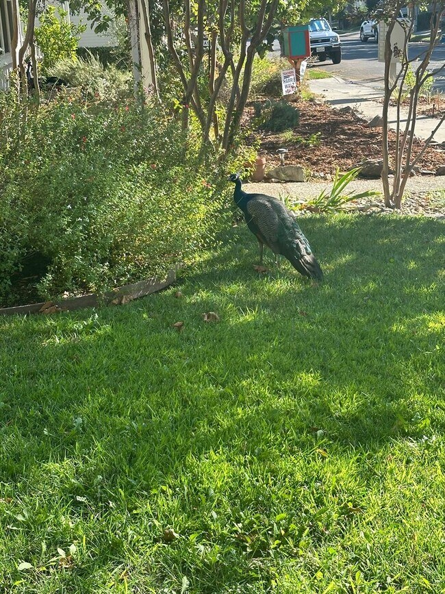 Building Photo - Charming Home in Winters, CA