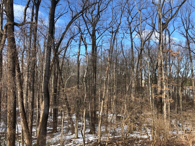 woods out back - 10500 Montrose Ave