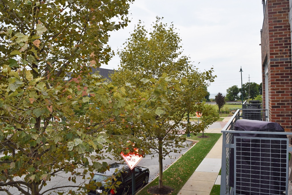 Beautiful boulevard in front of the townhome. - 1247 W 75th St