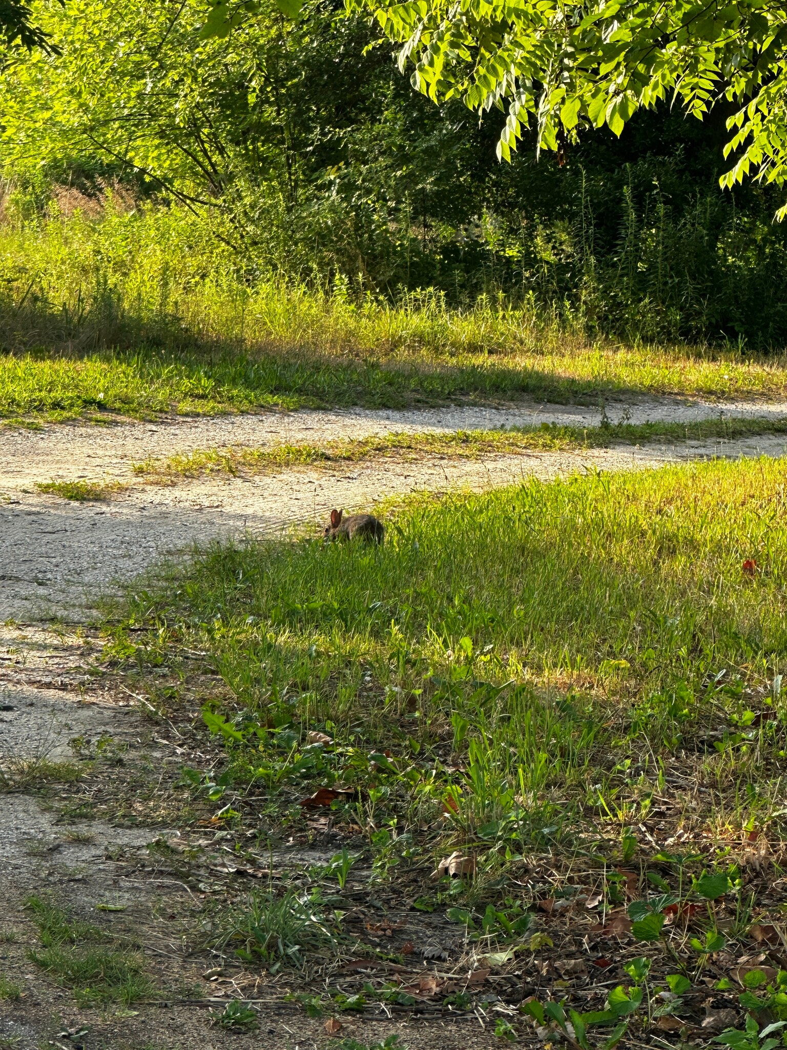 Wildlife use this organic property (Deer too) - 851 9th St