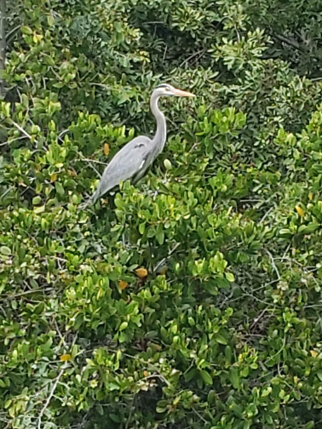 other wildlife - 3129 SE Indian St