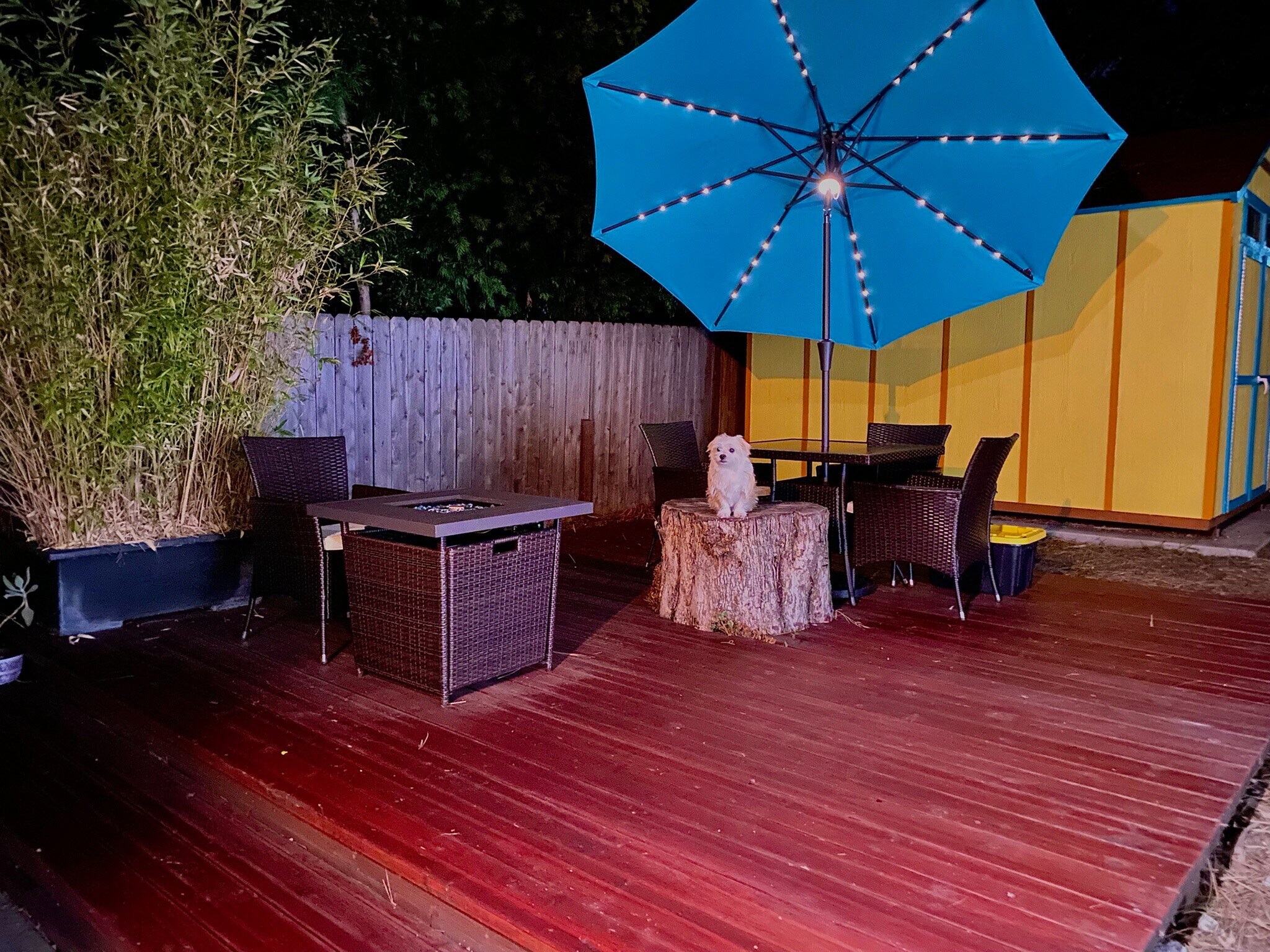 Backyard - 2445 Harrington Ave