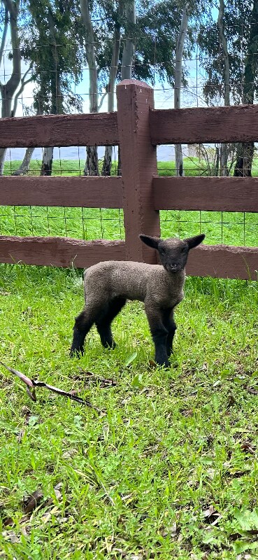 Building Photo - 155 Madrone Ave