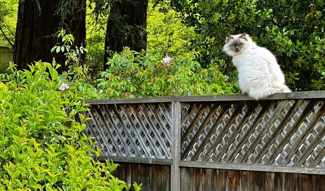 Building Photo - 2314 Sierra Creek Cir