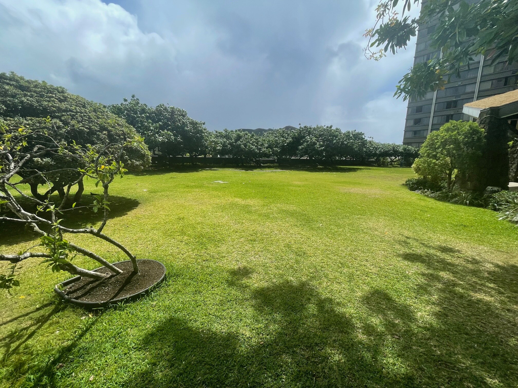 Grassy area - 55 S Kukui St