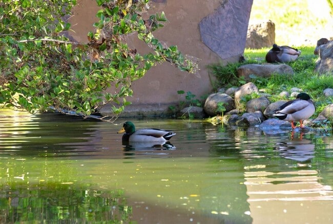 Building Photo - Modern 2-Bedroom Condo with Pool and Koi Pond Views