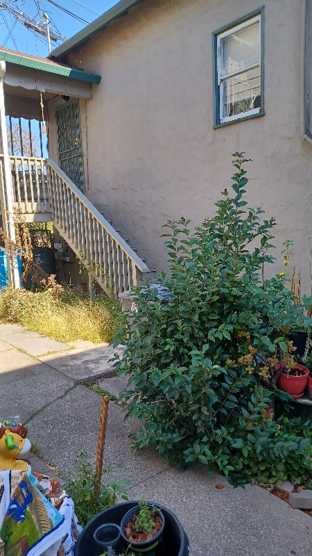 Building Photo - 914 Sacramento St