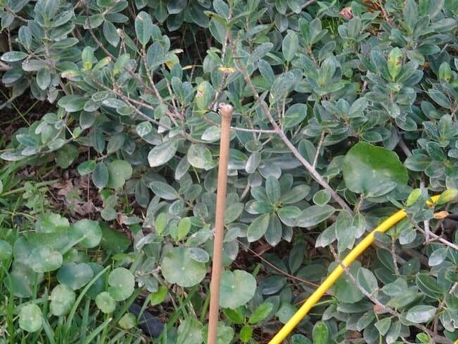 Building Photo - 930 Rambling Dr Cir