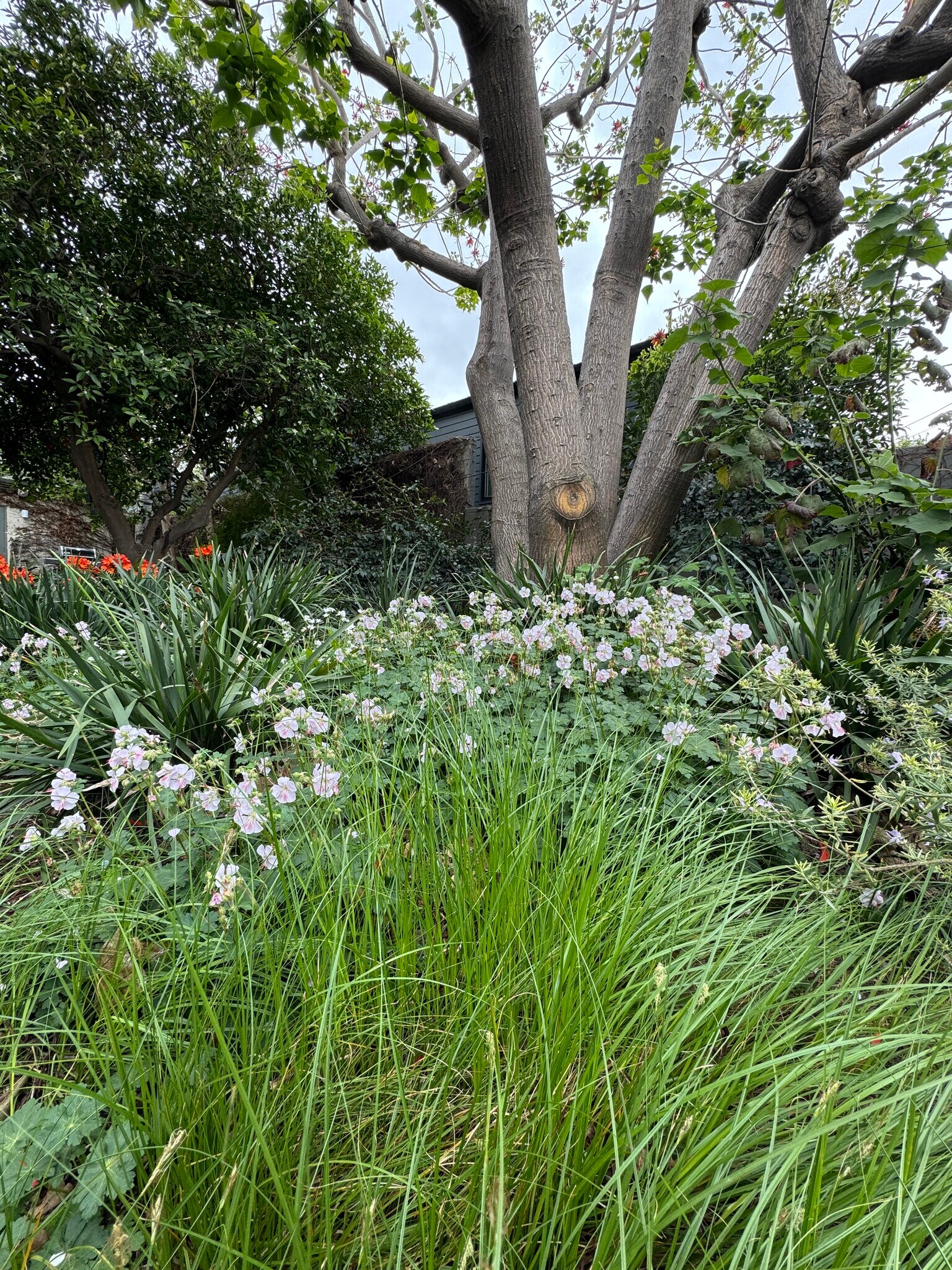 Back garden-Springtime - 5105 Morella Ave