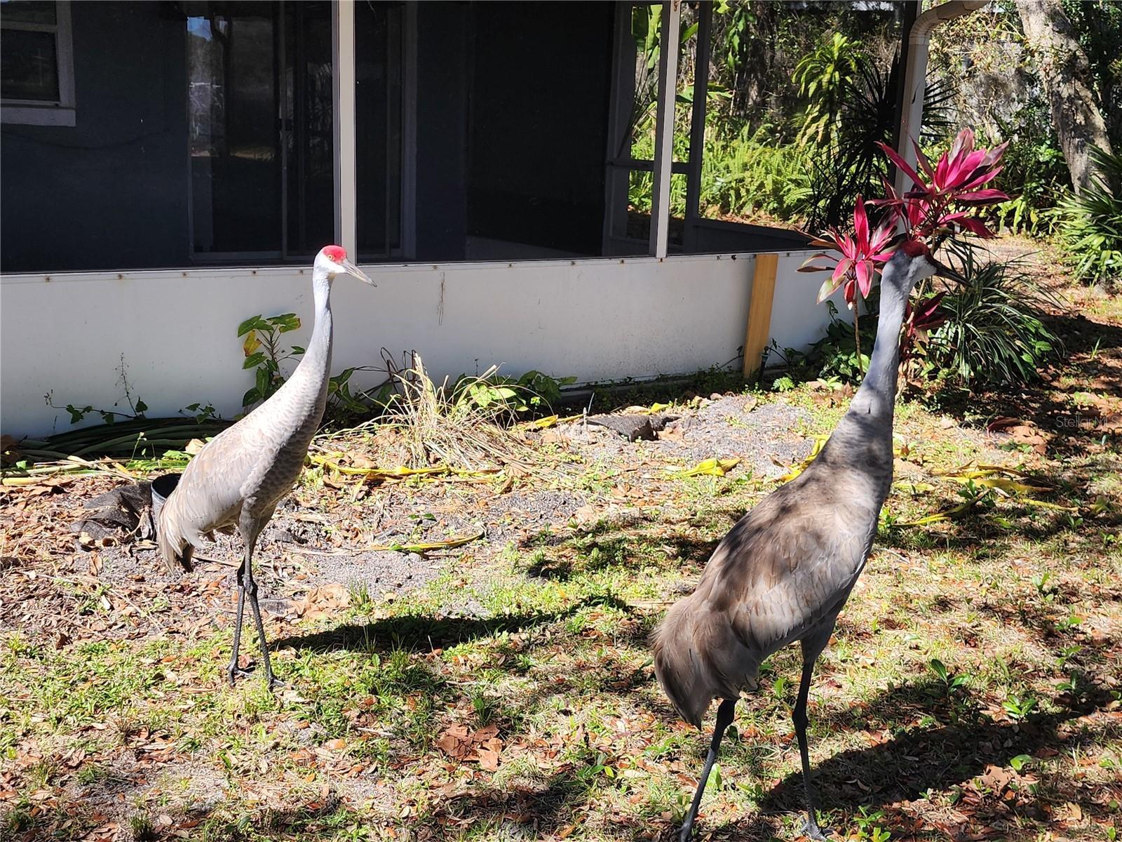 Building Photo - 2033 Quintilis Ct