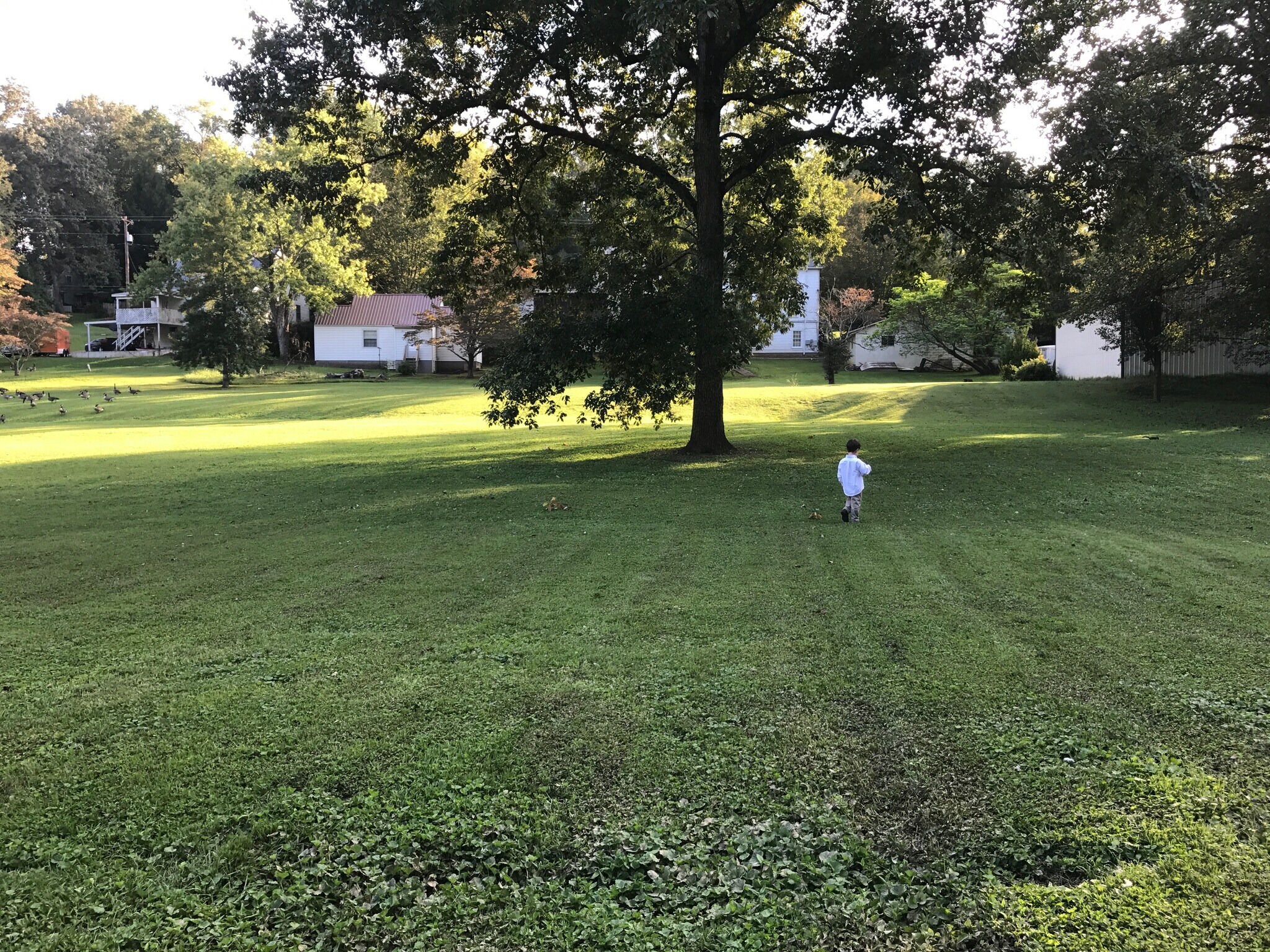 Back yard - 212 Westwood Dr
