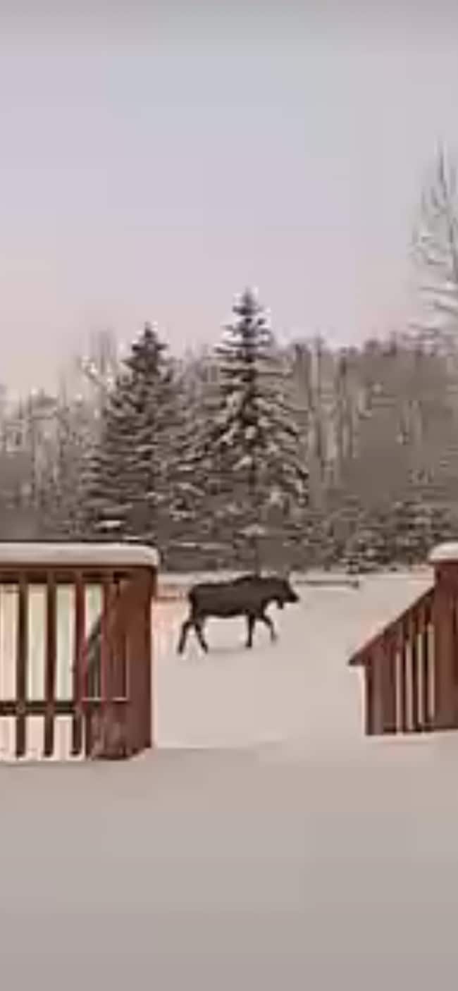 Building Photo - “A Slice Of Moose Paradise”