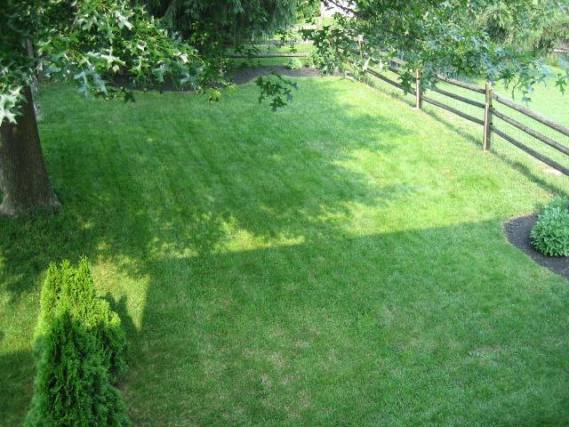 Backyard - 84 Hunt Dr