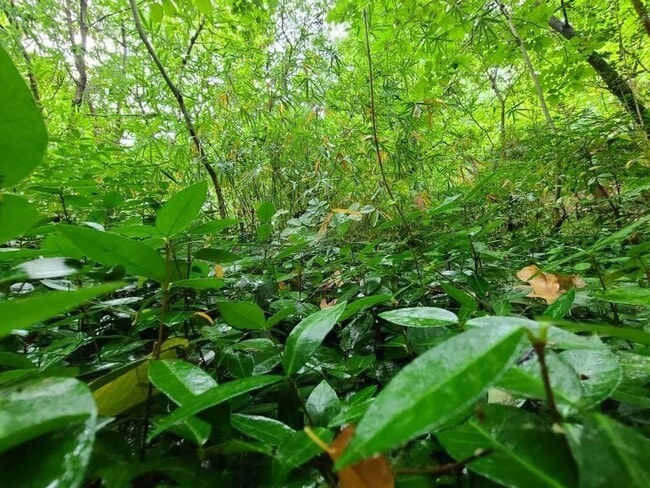 Building Photo - 227 Rockland Dr