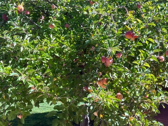 Building Photo - 3 Bedroom 2.5 Bath Home in San Jose with Private Back Yard